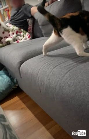 ソファにのぼった猫