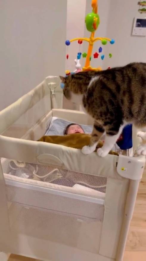 猫と赤ちゃんの動画のスクリーンショット