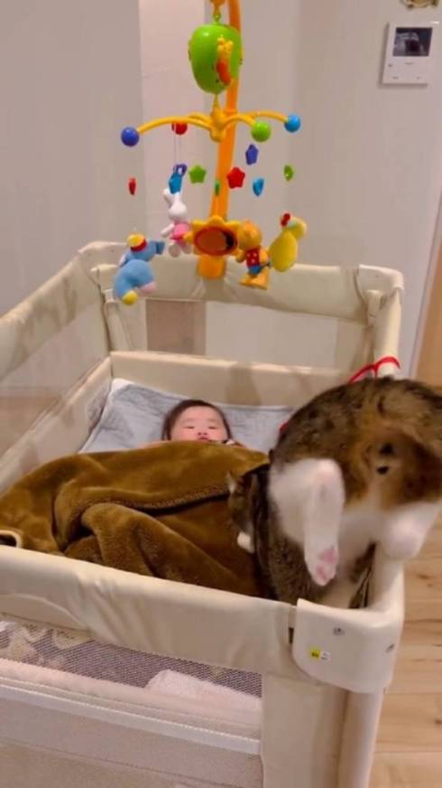 赤ちゃんを踏まないよう気を付ける猫