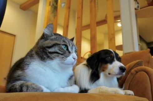 猫と犬のツーショット