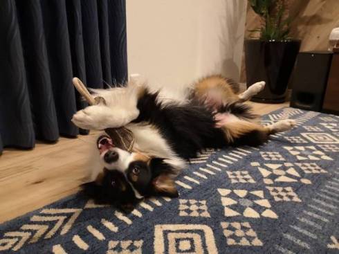 遊ぶカイルくん