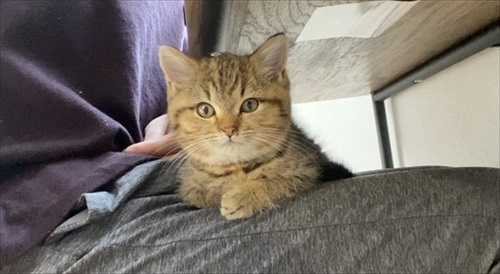 飼い主のの膝に乗る猫