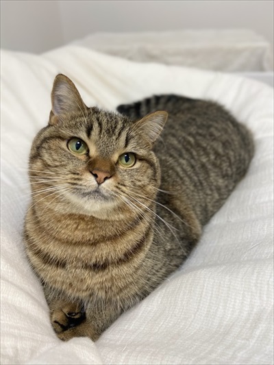 猫の握手会に参加してみたら