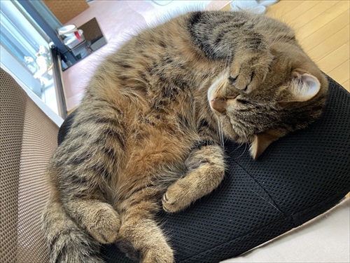 面白いポーズで寝ている猫