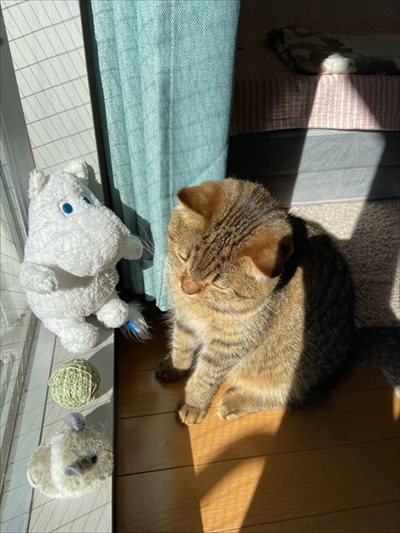 窓辺でおもちゃ選ぶ猫