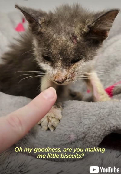 ワンコに甘える子猫