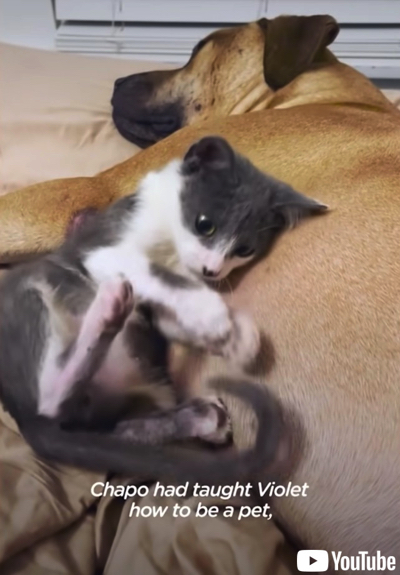 ワンコに甘える子猫