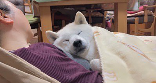 ハンモックあいちゃんトリミング