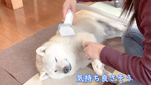 ブラッシングあいちゃん