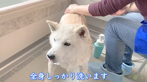 シャンプー中あいちゃん