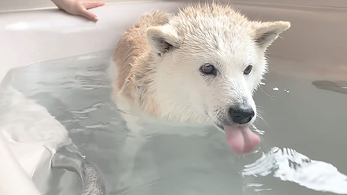 お湯ペロペロあいちゃん