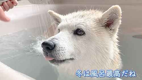 シャワーをかけてもらうあいちゃん