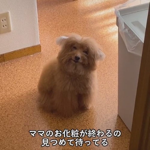 ほほえむ犬