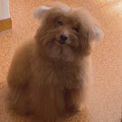 ほほえんでいるような犬