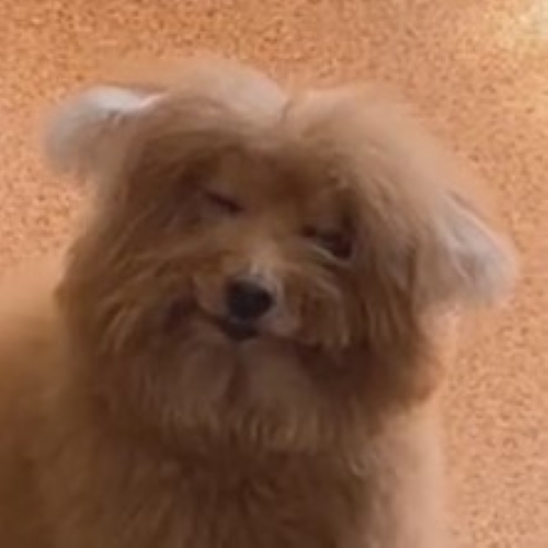 満足そうな表情の犬