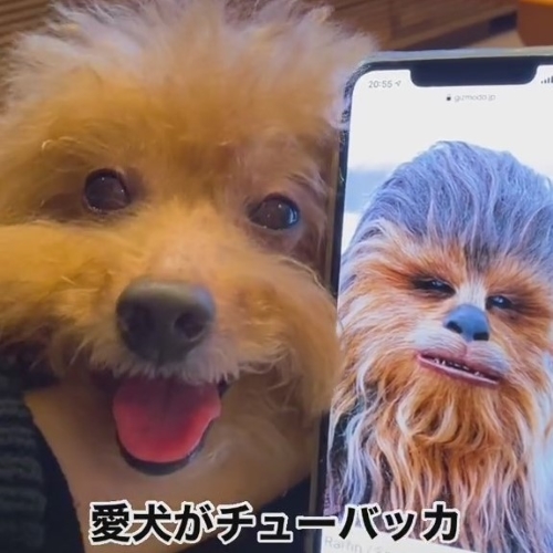 まなざしが優しい犬