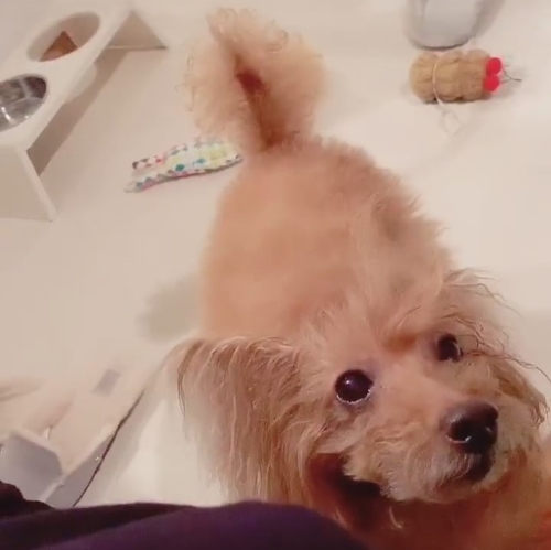 ファルコン時代のワンコ