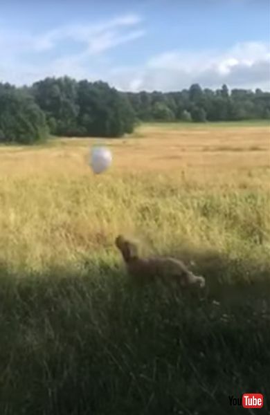 ヘッドリフティングをするワンコ