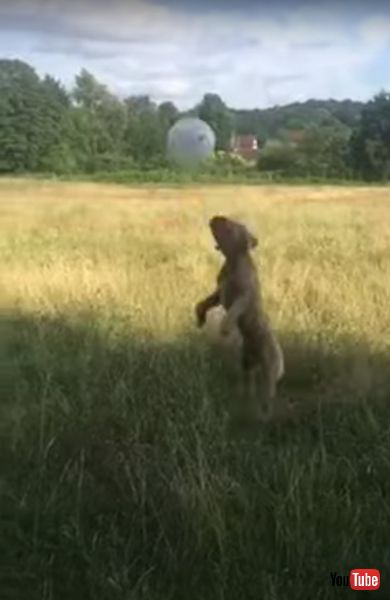 風船で遊ぶワンコ