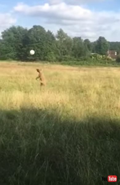 楽しそうなワンコ