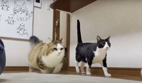 秀吉さんとひのきさん