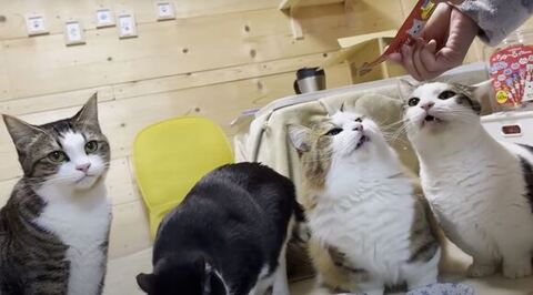 ごはんを堪能するにゃんず