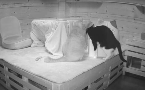 監視カメラに映る2匹