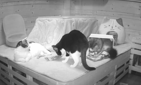 箱に入る秀吉さん