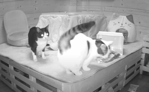 床に落ちるおやつ