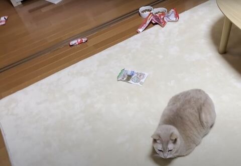 散乱するおやつとひのきさん