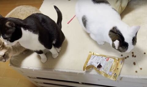 おやつを食べる豆大福さん