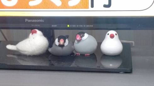 置物にまぎれる桜文鳥