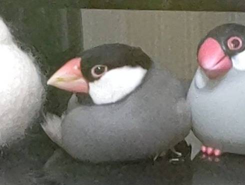 左から2番目が本物の文鳥