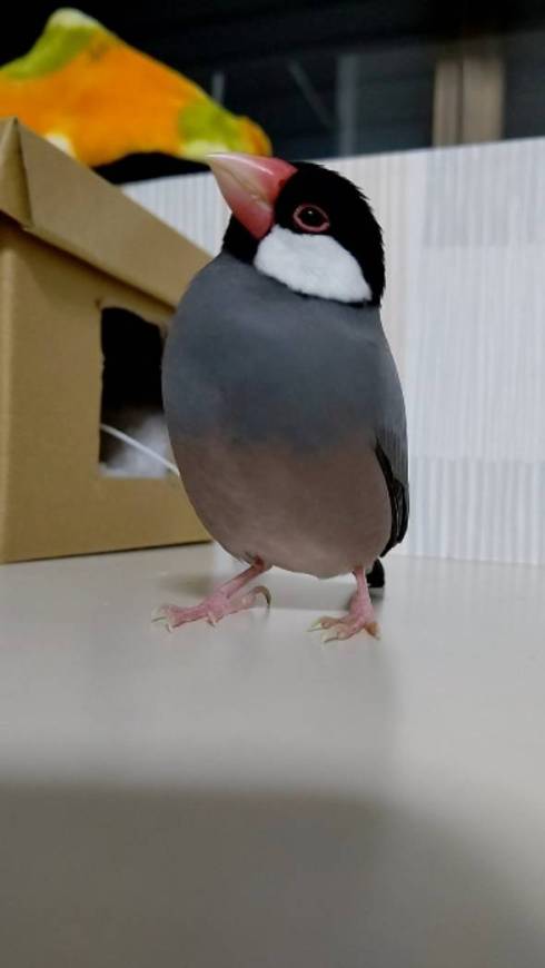 何かが気になる文鳥