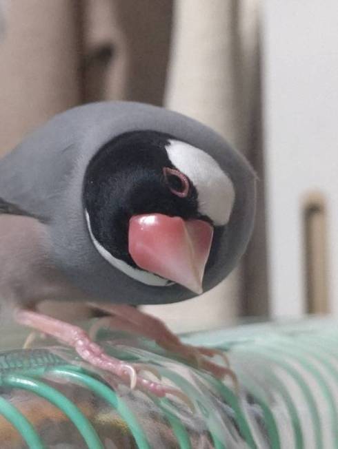 桜文鳥 ククちゃん 置物