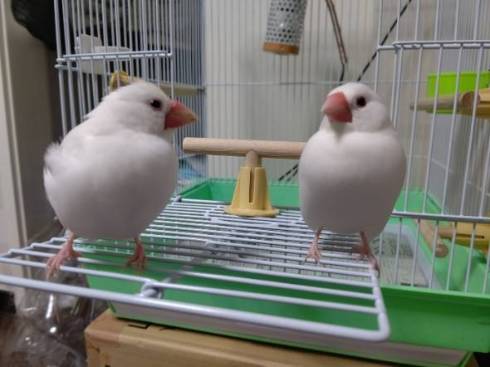 文鳥に見つめられる