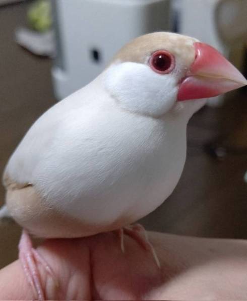 クリーム色の鳥