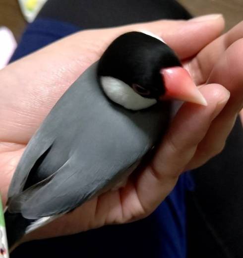 手乗り文鳥