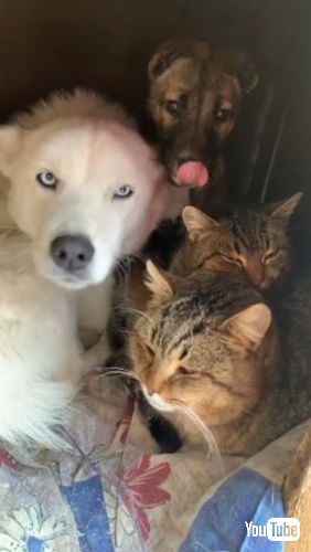 小屋に入る猫と犬