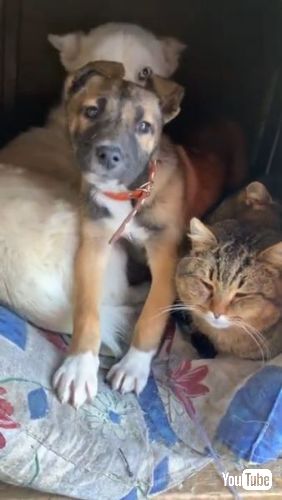 体を寄せ合う猫と犬