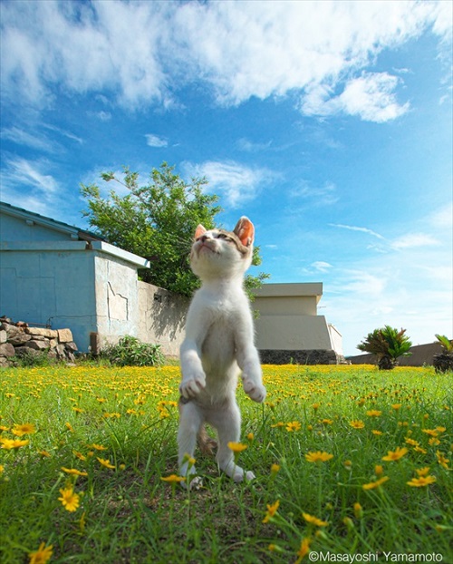 「立ち猫」イベント