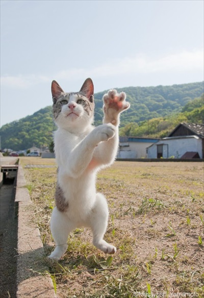 「立ち猫」イベント