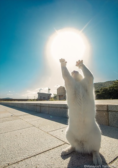 「立ち猫」イベント