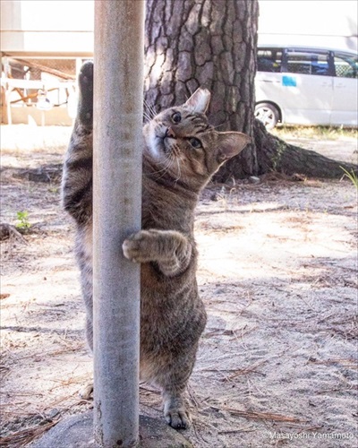 「立ち猫」イベント