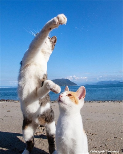 「立ち猫」イベント