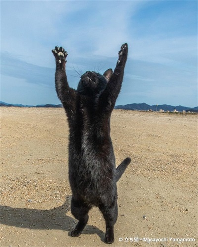 「立ち猫」イベント