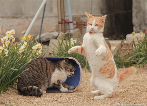 「立ち猫」イベント