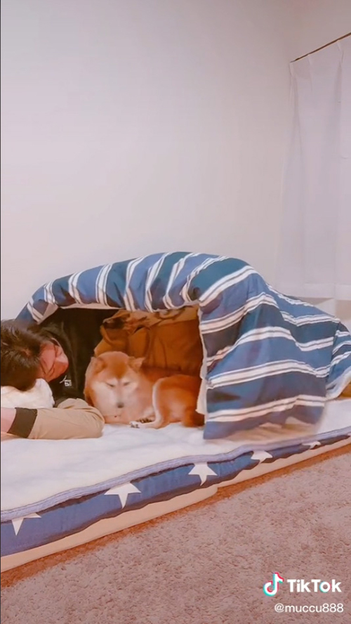 伏せるムックくん