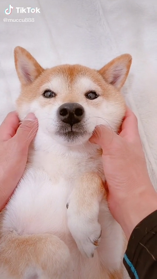 むにむにされるムックくん