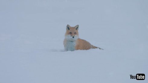 去って行くどんぎつね